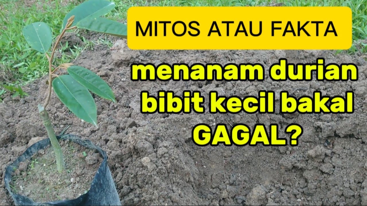 Menanam pohon durian kecil dilahan terbuka