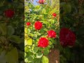 24 июня 2023 г.Самые ранние и выносливые сорта роз. Лаваглют, Нахенглют, Фальстаф.
