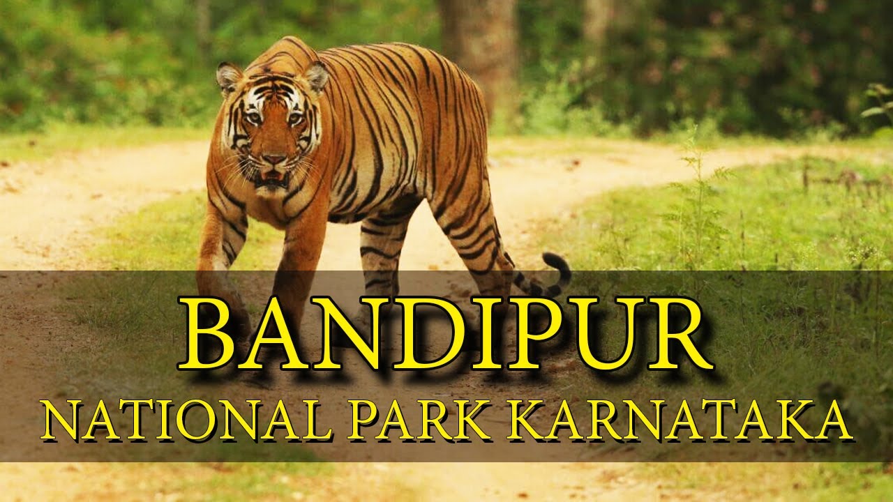Bandipur Tiger Reserve And National Park, Karnataka, India | indian Travel  Video in Hindi - YouTube
