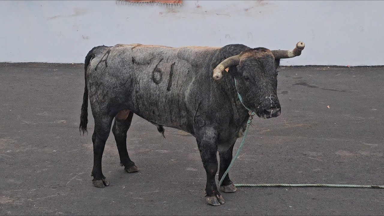 Ilha Terceira Açores, 28-09-25 Tourada à Corda Largo do Império Porto Martins /R.B.