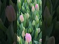 Тюльпаны оптом Казахстан Киргизия #выгонкатюльпанов #цветы #tulip город +77056786666