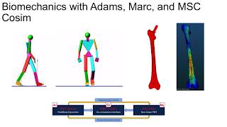 MB and Non-Linear FEM Co-Simulation for Biomechanics of the Human Body with Hip Prosthesis