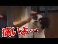 犬に暴行を加える恐怖のトリマー！虐待動画がきっかけで解雇される