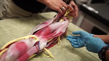 Athletic Training Master