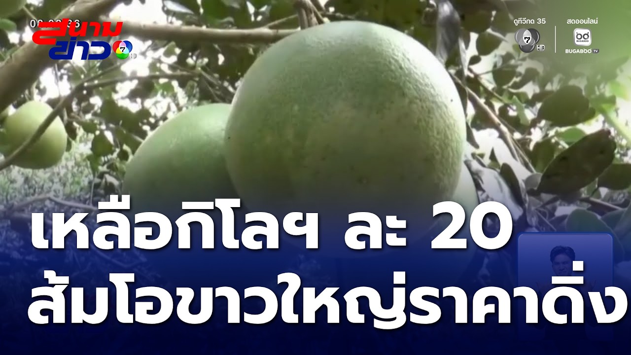 ส้มโอขาวใหญ่ราคาดิ่ง เหลือกิโลกรัมละ 20 บาท จี้สกัดสวมสิทธิ์ | สนามข่าว 7 สี