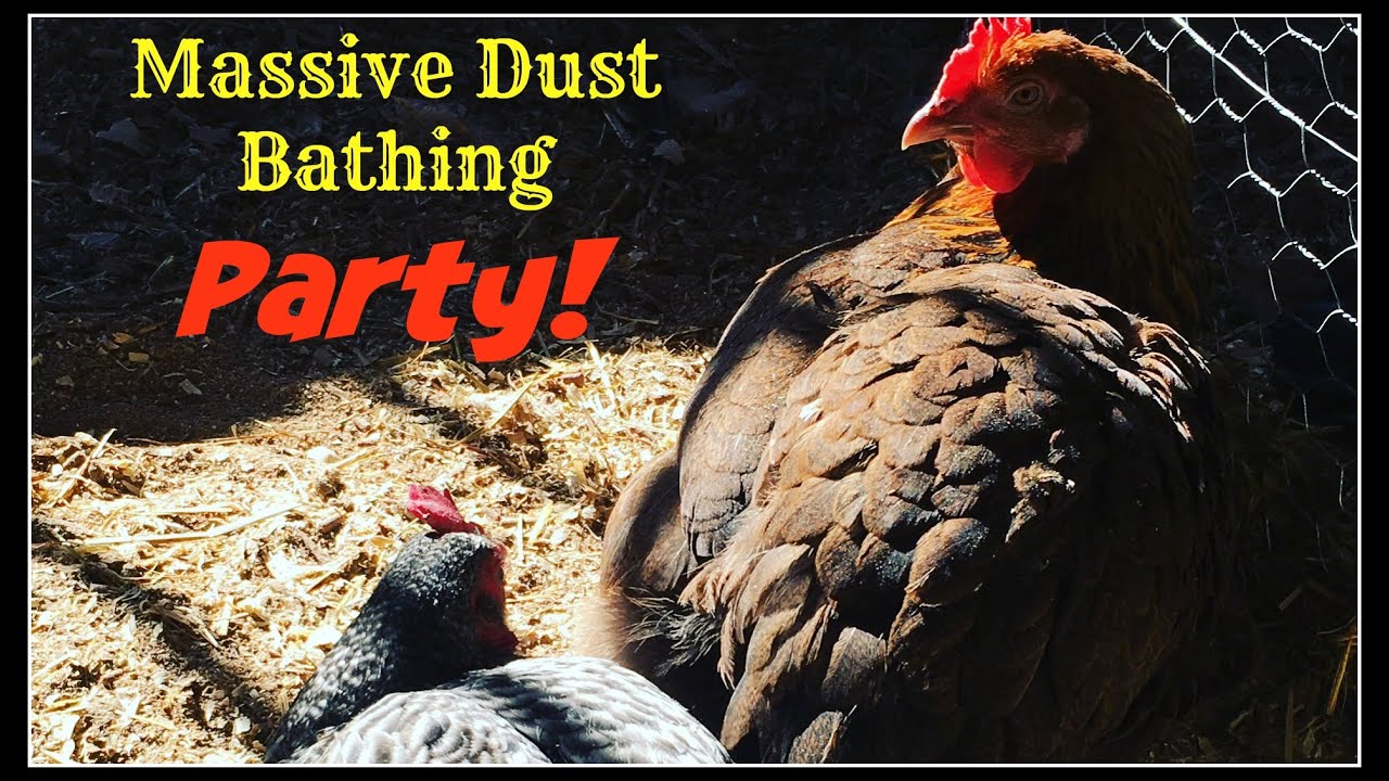Massive Dust Bathing Party~ - YouTube