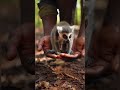 The Moment a Lemur Finally Reached Safety