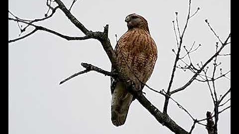 Large red-shouldered hawk calling in my backyard