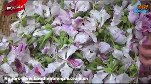 Những Món Ăn Được Làm Từ Hoa Ban Điện Biên