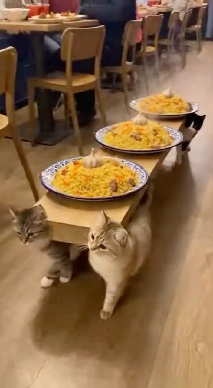 Cat restaurant short