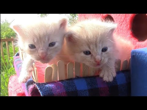 Little kittens play in the castle
