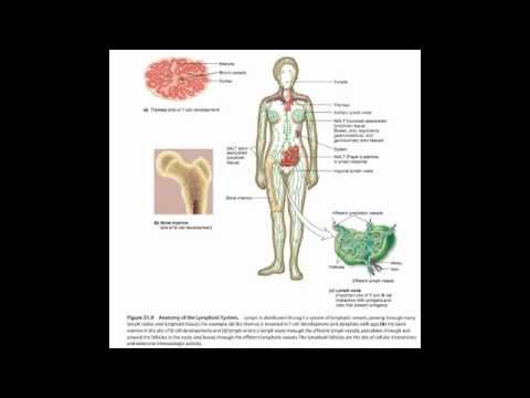 الحمى المالطية brucellosis / brucella