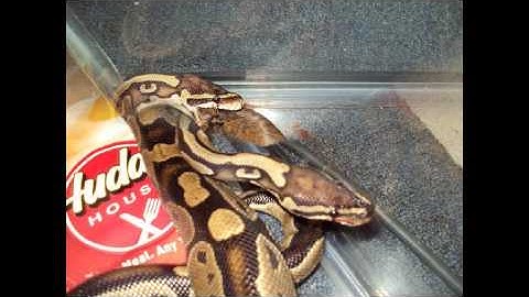 My Ball Pythons (Music Video)