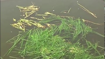 Kỹ thuật nuôi cá trắm cỏ