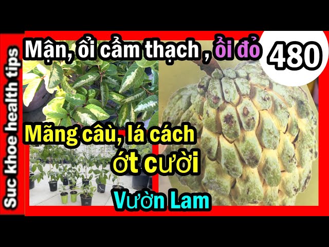 Chú Long cho cây ổi đỏ, MẬN ỔI CẨM THẠCH NGON, các cây RAU ỚT, #480 fruit trees care, sale