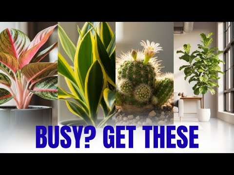 12 Easy-to-Care Indoor Plants for Beginners with No Time to Grow - YouTube