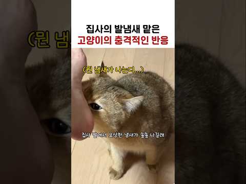 집사 발냄새 맡은 고양이의 충격적인 반응 #고양이 #고양이쇼츠 thumbnail