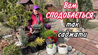 Вам сподобається САДЖАТИ ТАК  рослини.Завжди вкорінюються.Швидко зростають.