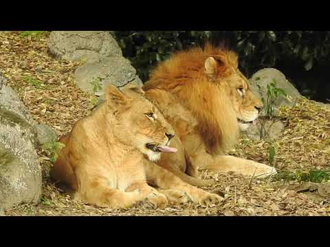 名物ライオン夫婦バリーとデージー　とべ動物園にて。