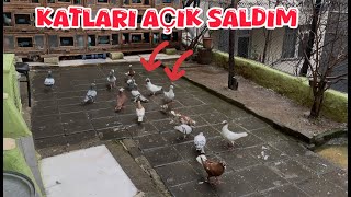 HEDİYE FİTİLLİ VE ŞAFRA KANATLARI AÇIK SALDIM (  İNŞALLAH KAÇMAZLAR )