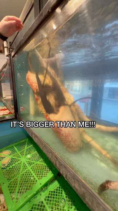 Buying World’s Largest Crab
