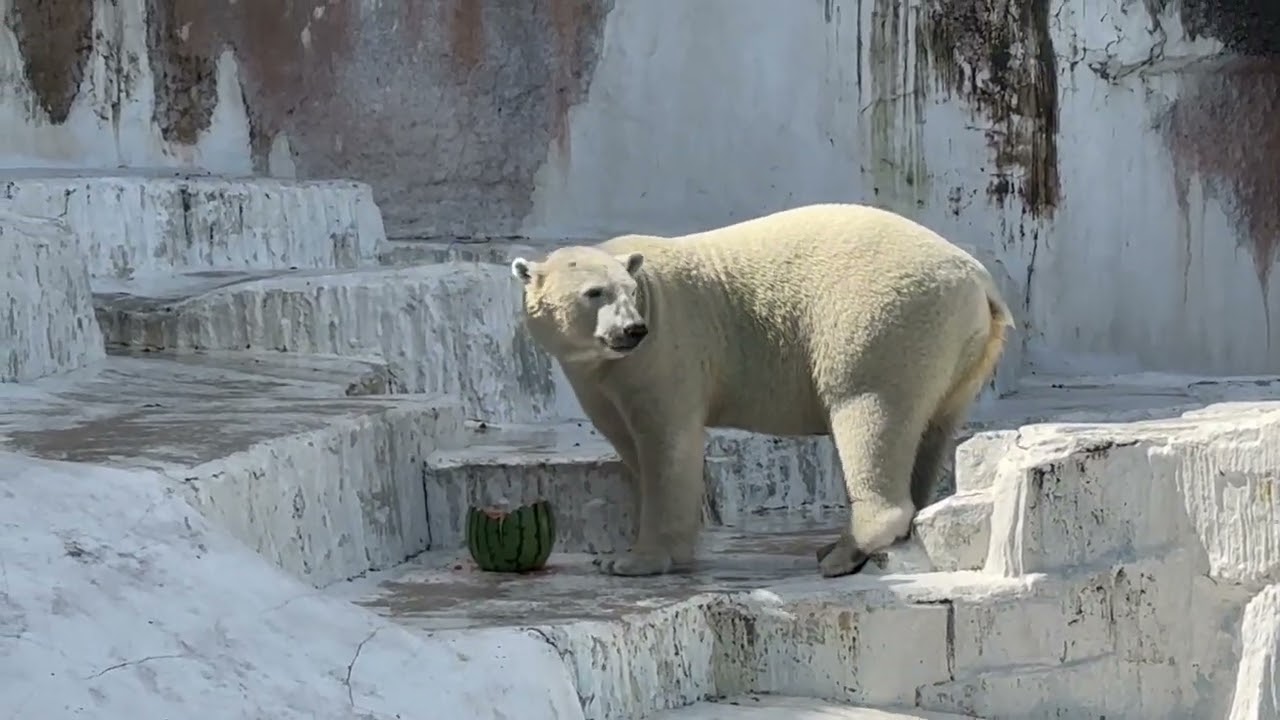 スイカを寄付していただきました🍉 | 地方独立行政法人天王寺動物園