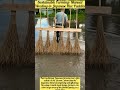 Sustainable Farming: Manual Weeding in Japanese Rice Paddies
