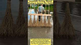 Sustainable Farming: Manual Weeding in Japanese Rice Paddies
