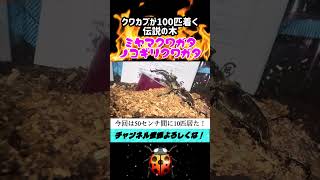 伝説の木。クワガタカブトムシが100匹いつく巨大な樹木。
