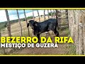 COMPREI O BEZERRO DA RIFA - NA FEIRA DE GADO DE CARUARU!