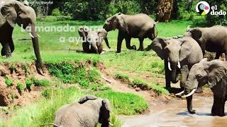 Mamá elefante salva a su bebé de un salvaje río | El Dodo