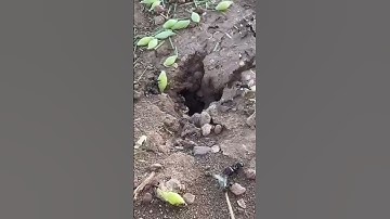 القارئ المغربي نور الدين العزوزي | سورة الضحى بالصيغة المغربية