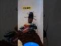 Madagascar Hissing Cockroaches Escape Plan @EffortForever
