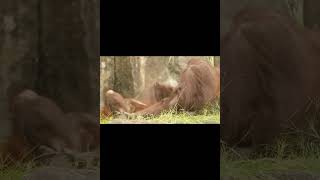 Young Orangutans Playing.