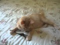 Snowball the kitty cat playing with a feather toy 