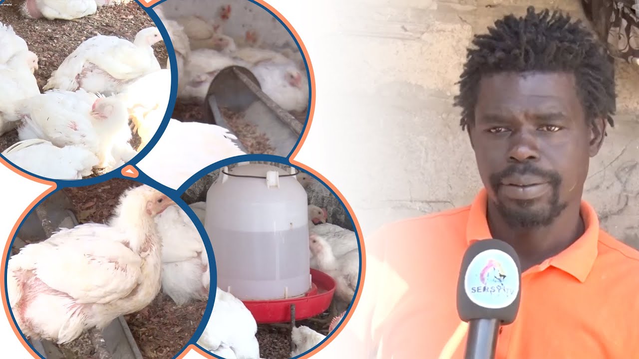 Émigré sans papier hier, éleveur de poules aujourd'hui : Baye Lat Mar, un exemple d'auto-emploi