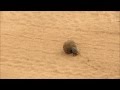 Pillendreher / Scarab rolls dung sphere during Tarangire Safari