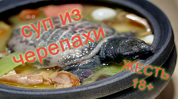 ЖЕСТЬ! заказал суп из ЧЕРЕПАХИ в Японии! 18+