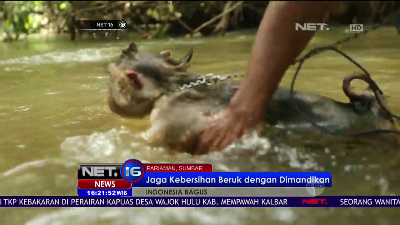 Uniknya Perawatan Beruk Pemetik Kelapa di Pariaman - NET16