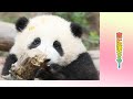 一目で恋に落ちる!!!💖 | iPanda パンダ楽園 #shorts