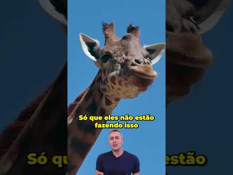 Vídeo: Os cervos comem herbívoros?