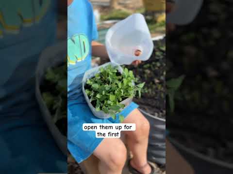 When to open