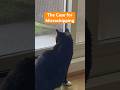 Microchipping: "Why wouldn't you?"