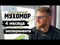 МУХОМОРЫ / Самый эффективный способ микродозинга