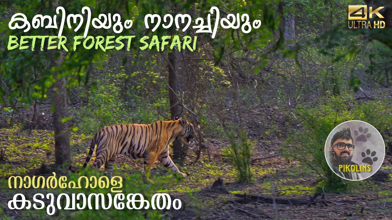 Kabini and Nanachi Better safari in Nagarhole Tiger Reserve forest