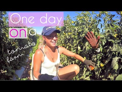 Life on a tomato farm in Australia | A true backpacker job
