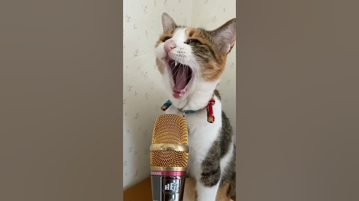 😹😻 قطط مضحكة جدا | قطط مضحكة جدا صوت | أصوات قطط مضحكة جدا | #shorts #cat