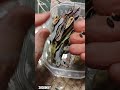 ①ミモザの種子が爆ぜました。 #ミモザ #ミモザの種子