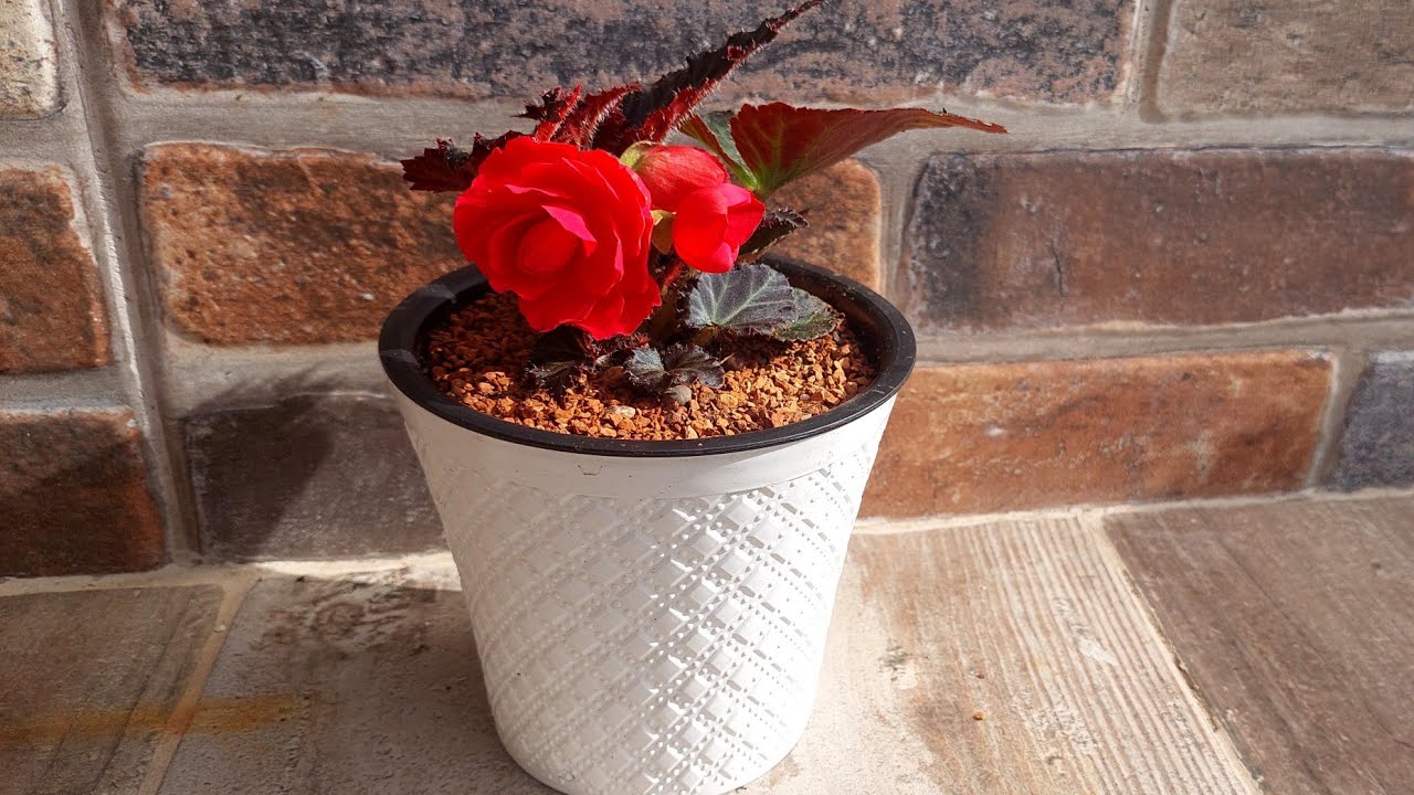 Pazardan Aldığım Gül Begonya Saksı Değişimi, Bakımı