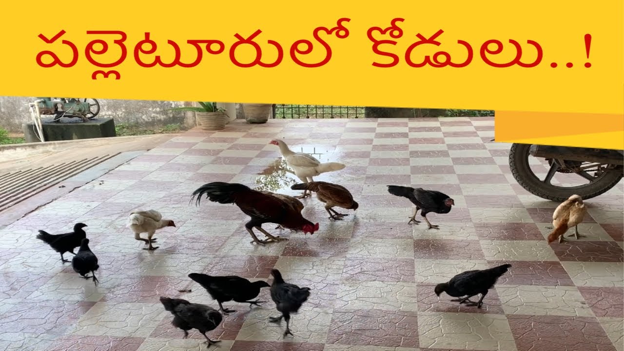 Village tour/village kodulu/paleturu vathavaranam\ village kodi